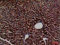 PEPCK-C Polyclonal Antibody