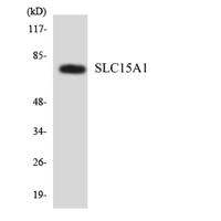 PEPT1 Polyclonal Antibody