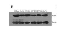 Per3 Polyclonal Antibody