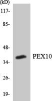 Peroxin 10 Polyclonal Antibody