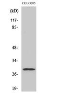 Peroxin 11β Polyclonal Antibody