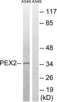 Peroxin 2 Polyclonal Antibody