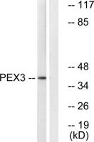 Peroxin 3 Polyclonal Antibody