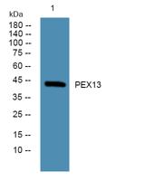 PEX13 Polyclonal Antibody