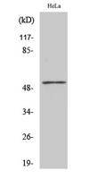 PFK-2 liv/tes Polyclonal Antibody