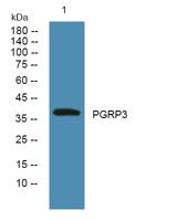 PGRP3 Polyclonal Antibody