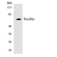 Paxillin Polyclonal Antibody