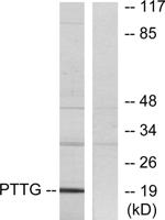 PBF Polyclonal Antibody