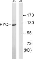 PCB Polyclonal Antibody