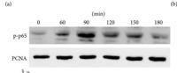 PCNA Polyclonal Antibody