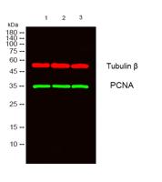 PCNA Polyclonal Antibody