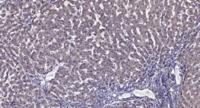 PCNA Polyclonal Antibody