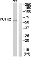 PCTAIRE-2 Polyclonal Antibody