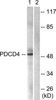 Pdcd-4 Polyclonal Antibody