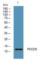 PDCD5 Polyclonal Antibody