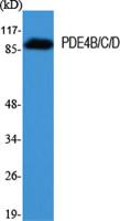 PDE4B/C/D Polyclonal Antibody