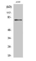 PDE4C Polyclonal Antibody