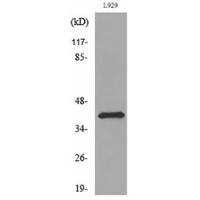 PDGF-D Polyclonal Antibody