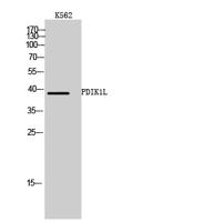 PDIK1L Polyclonal Antibody