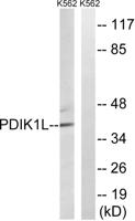 PDIK1L Polyclonal Antibody