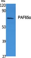 PAF65α Polyclonal Antibody