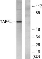 PAF65α Polyclonal Antibody