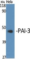 PAI-3 Polyclonal Antibody