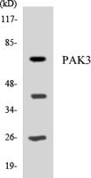 PAKβ Polyclonal Antibody