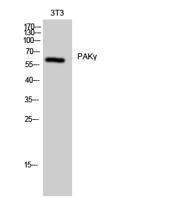 PAKγ Polyclonal Antibody