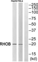 Rho B Polyclonal Antibody