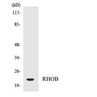 Rho B Polyclonal Antibody