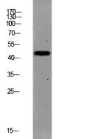 PAR1 (Cleaved-Ser42) Polyclonal Antibody