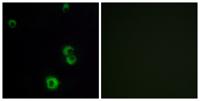 PAR-3 Polyclonal Antibody