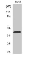 PAR-4 Polyclonal Antibody