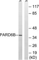 PAR-6β Polyclonal Antibody