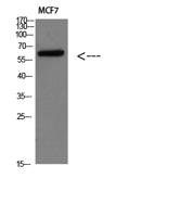 Parathyroid hormone/parathyroid hormone-related peptide receptor Polyclonal Antibody