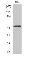 Parkin Polyclonal Antibody