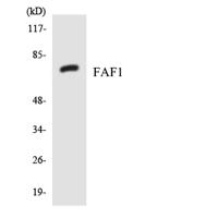 PARP-4 Polyclonal Antibody