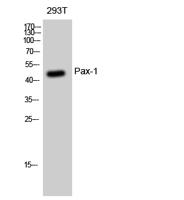 Pax-1 Polyclonal Antibody