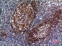 Pax-5 Polyclonal Antibody