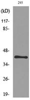 Pax-5 Polyclonal Antibody