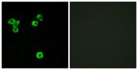 p52 S6 kinase Polyclonal Antibody