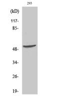 p70 S6 kinase β Polyclonal Antibody