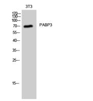 PABP3 Polyclonal Antibody