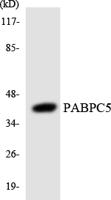 PABP5 Polyclonal Antibody