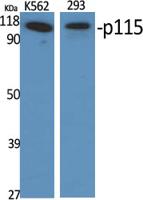 p115 Polyclonal Antibody