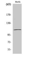 p120 Polyclonal Antibody