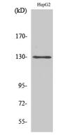 p130 Cas Polyclonal Antibody