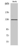 p130 Cas Polyclonal Antibody