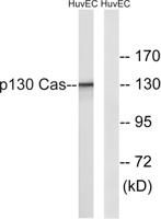 p130 Cas Polyclonal Antibody